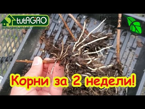 ЧЕРЕНКОВАНИЕ ГОРТЕНЗИИ ОСЕНЬЮ: это проще простого! Без замачивания и Корневина - гарантия 100 %! ЧЕРЕНКОВАНИЕ ГОРТЕНЗИИ ОСЕНЬЮ: это проще простого! Без замачивания и Корневина - гарантия 100 %!