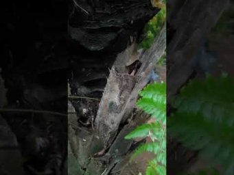 ЭТО НЕ ПАРАЗИТЫ! Это - эпифиты. Точно также растет и фаленопсис в природе.