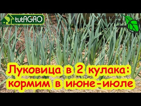 ЧЕСНОК ПРОСИТ ЭТУ ПОДКОРМКУ! Крупный чеснок без гнилей и порчи, пролежит до лета с этой подкормкой. ЧЕСНОК ПРОСИТ ЭТУ ПОДКОРМКУ! Крупный чеснок без гнилей и порчи, пролежит до лета с этой подкормкой.