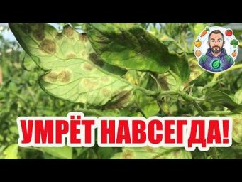 ЭТОТ КЛАД НИКОМУ НЕ НУЖЕН!  Как навсегда забыть про кладоспориоз на томатах и огурцах! 