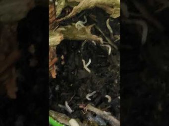 Угроза рассаде! Они живут в каждом горшке. Страшные белые черви. Уничтожьте их и растения оживут!