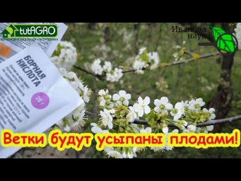 УРОЖАЙ УТРОИТСЯ С ЭТОЙ ПОДКОРМКОЙ! Куча завязей и защита от холода: саду это нужно как воздух!