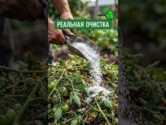 ОБЯЗАТЕЛЬНАЯ ОБРАБОТКА БОТВЫ! Всего раз и компост богатый, без болезней и вредителей, без химии