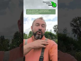 Как пасынковать кустовые томаты?  Раз-два и готово! Быстрый гид для новичков