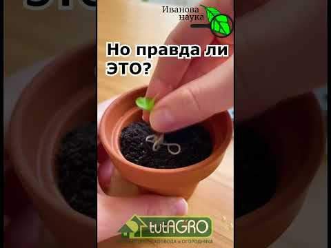 Как вырастить гвоздичное дерево дома? Невероятная возможность обзавестись самым лучшим и полезным! Как вырастить гвоздичное дерево дома? Невероятная возможность обзавестись самым лучшим и полезным!