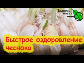 ОЗДОРОВЛЕНИЕ ЧЕСНОКА: урожай сразу в 3 раза больше! Озимый чеснок 2024.