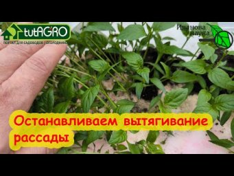 РАССАДА ТЯНЕТСЯ? Не беда, сейчас остановим. Вот что надо сделать, чтобы рассада не вытягивалась.