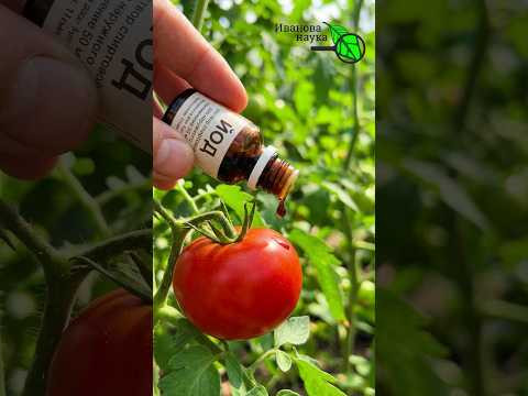 ЭТА ПОДКОРМКА испортит ВАШЕ здоровье!