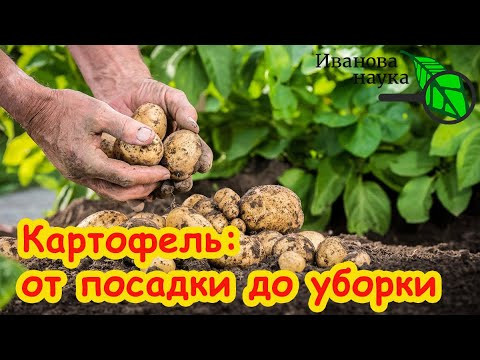 КАРТОФЕЛЬ ОТ А ДО Я: самая проста технология выращивания картофеля. ВСЕ ЧТО НУЖНО ЗНАТЬ О КАРТОФЕЛЕ! КАРТОФЕЛЬ ОТ А ДО Я: самая проста технология выращивания картофеля. ВСЕ ЧТО НУЖНО ЗНАТЬ О КАРТОФЕЛЕ!