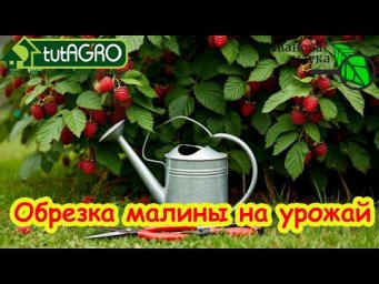 ОБРЕЗКА МАЛИНЫ НА УРОЖАЙ: до земли. на пень и на ранние ягоды. Как обрезать ремонтантную малину.