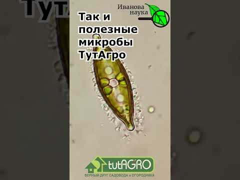 ЭТА ЗАЩИТНАЯ БРОНЯ - ЖИВАЯ!