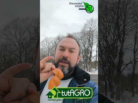 Не выбрасывайте кожуру мандаринов! Вот какое ценное средство можно сделать! Не выбрасывайте кожуру мандаринов! Вот какое ценное средство можно сделать! 