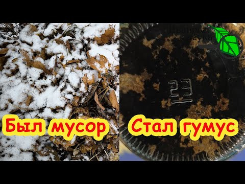ПРЕВРАЩАЕМ ОПИЛКИ и ЛИСТЬЯ В НАСТОЯЩИЙ ЧЕРНОЗЁМ! Это реально! Готовим гумус для рассады из мусора. ПРЕВРАЩАЕМ ОПИЛКИ и ЛИСТЬЯ В НАСТОЯЩИЙ ЧЕРНОЗЁМ! Это реально! Готовим гумус для рассады из мусора.