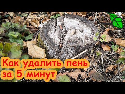 Я СДЕЛАЛ ОТКРЫТИЕ, КОТОРОЕ ПОМОГАЕТ МНЕ ЛЕГКО УДАЛЯТЬ ПНИ! Как удалить пень за 5 минут.