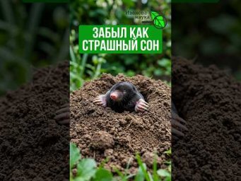 Избавился от кротов РАЗ И НАВСЕГДА! Сделай ТАК осенью и кроты СРАЗУ УБЕГУТ к соседям