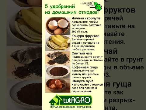 5 домашних удобрений прямо из мусора! Чем усилить действие домашних удобрений. 5 домашних удобрений прямо из мусора! Чем усилить действие домашних удобрений.