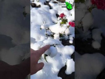 Чем укрыть розы? САМЫЙ ЛУЧШИЙ УКРЫВНОЙ МАТЕРИАЛ ДЛЯ ВСЕХ растений. Бесплатный и очень надёжный.
