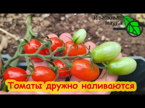 Томаты на дрожжах. Беру 100 г дрожжей на 10 л и опрыскиваю все томаты: ни фитофторы, ни вершинки. Томаты на дрожжах. Беру 100 г дрожжей на 10 л и опрыскиваю все томаты: ни фитофторы, ни вершинки.