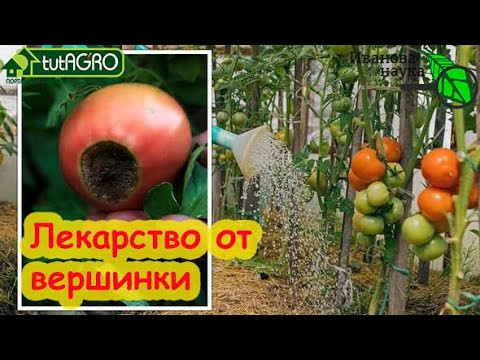 ВМЕСТО РАЗНЫХ УДОБРЕНИЙ - ОДНО СРЕДСТВО СВОИМИ РУКАМИ! Мощное оружие против ВЕРШИННОЙ ГНИЛИ! ВМЕСТО РАЗНЫХ УДОБРЕНИЙ - ОДНО СРЕДСТВО СВОИМИ РУКАМИ! Мощное оружие против ВЕРШИННОЙ ГНИЛИ!