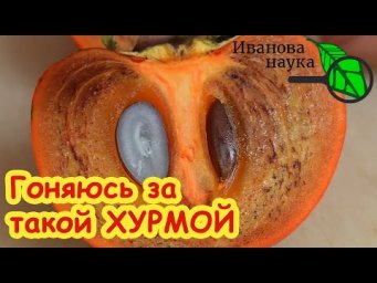 ЭТА ХУРМА ПРИНЕСЕТ ВАМ УДАЧУ! ПОЧЕМУ МОЛЧАТ об этой ХУРМЕ? Вот Что ТВОРИТ ХУРМА с организмом...