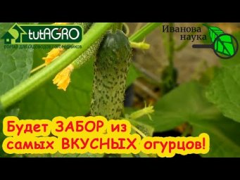 ОТ АРОМАТА ЭТИХ ОГУРЦОВ СНОСИТ КРЫШУ... ДАЖЕ У СОСЕДЕЙ! Два самых вкусных и урожайных огурца!
