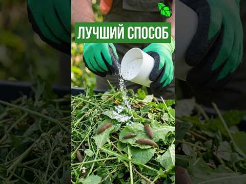 СЛИЗНЕЙ как ветром СДУЛО! ЛУЧШЕ и ДЕШЕВЛЕ химии! Как избавиться от слизней быстро и без химии