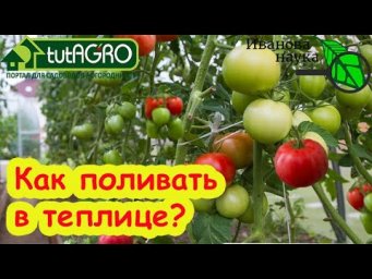 ТОМАТЫ и ОГУРЦЫ: КАК ПРАВИЛЬНО ПОЛИВАТЬ ТЕПЛИЦУ? Правильный полив и вентиляция - жди большой урожай.