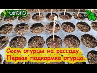 Огурцы будут самыми ранними и вкусными - проверенный способ!!! Попробуйте и будете так сеять всегда!