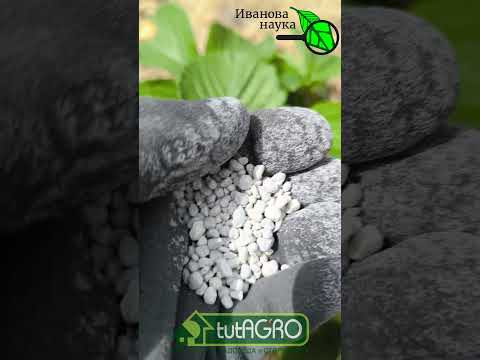 Вот так подкормите клубнику и она завалит вас урожаем вкусных ягод! Вот так подкормите клубнику и она завалит вас урожаем вкусных ягод!