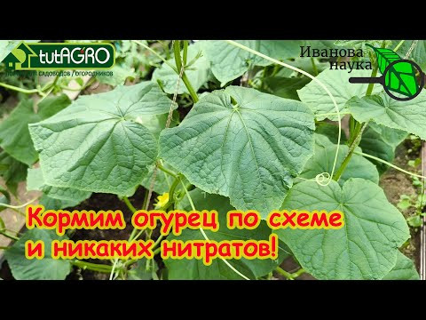 Бесконечный урожай: ПРОВЕРЕННАЯ АВТОРСКАЯ СХЕМА ПОДКОРМКИ ОГУРЦА НА УРОЖАЙ БЕЗ НИТРАТОВ! Бесконечный урожай: ПРОВЕРЕННАЯ АВТОРСКАЯ СХЕМА ПОДКОРМКИ ОГУРЦА НА УРОЖАЙ БЕЗ НИТРАТОВ!