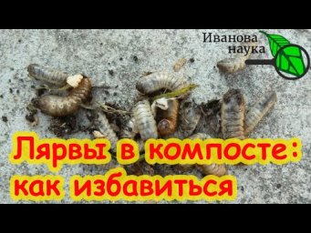 В КОМПОСТЕ ЗАВЕЛИСЬ БЕЛЫЕ ЛЯРВЫ. Вредители в компосте. Как очистить компост от личинок вредителей.