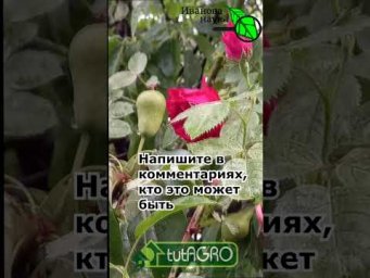 Одна женщина обнаружила ЭТО у себя в саду. Что это?
