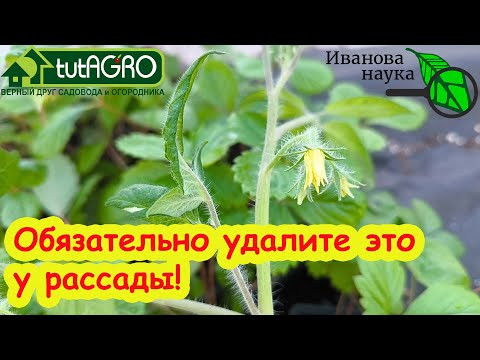СЕКРЕТ ВЫСАДКИ ПЕРЕРОСШЕЙ РАССАДЫ. Обязательно удалите это у томата, перца, баклажана и даже огурца. СЕКРЕТ ВЫСАДКИ ПЕРЕРОСШЕЙ РАССАДЫ. Обязательно удалите это у томата, перца, баклажана и даже огурца.