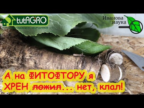 ХРЕНОМ ПО ФИТОФТОРЕ! Хреновый настой против фитофтороза. Никогда не уничтожайте хрен на участке!!! ХРЕНОМ ПО ФИТОФТОРЕ! Хреновый настой против фитофтороза. Никогда не уничтожайте хрен на участке!!!