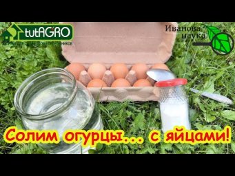СКОЛЬКО СОЛИ НАДО ДЛЯ ОГУРЦОВ и СОЛЕНЫХ ОВОЩЕЙ? проверяем яичный метод. Сколько вы кладете соли?