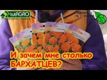 ЭТОТ ПОПУЛЯРНЫЙ ЦВЕТОК ТВОРИТ ЧУДЕСА С САДОМ И ОГОРОДОМ! Сею бархатцы и беды не знаю!