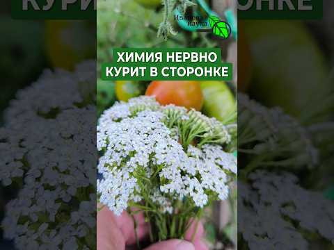 ЭТОТ СОРНЯК ТВОРИТ ЧУДЕСА! 