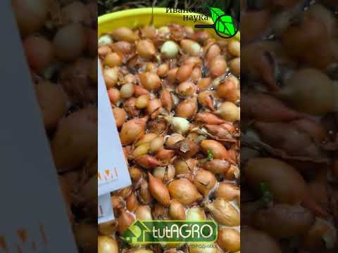 ЛУК НИКОГДА НЕ ЗАСТРЕЛКУЕТСЯ! Крепкая репка без болезней - с этим способом.
