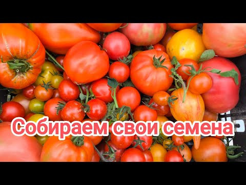 ВОТ КАК Я СОБИРАЮ СЕМЕНА ТОМАТА. Как собрать свои семена томата для больших урожаев. ВОТ КАК Я СОБИРАЮ СЕМЕНА ТОМАТА. Как собрать свои семена томата для больших урожаев.