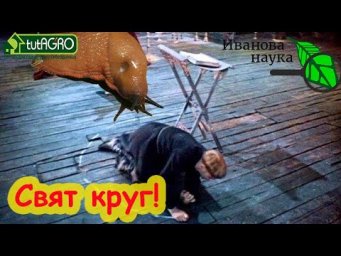 ОНИ ПРИХОДЯТ ПО НОЧАМ! Рисуем круг-забор против слизней! Слизень не пройдет!