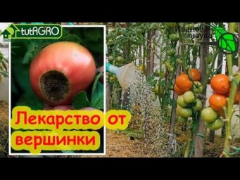 ВМЕСТО РАЗНЫХ УДОБРЕНИЙ - ОДНО СРЕДСТВО СВОИМИ РУКАМИ! Мощное оружие против ВЕРШИННОЙ ГНИЛИ!