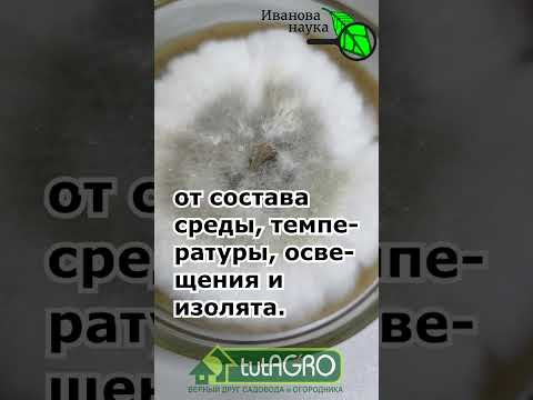 Забудьте про химию: используйте этот гриб! Вы даже не знали, что ЭТОТ гриб защитит сад от болезней! Забудьте про химию: используйте этот гриб! Вы даже не знали, что ЭТОТ гриб защитит сад от болезней!