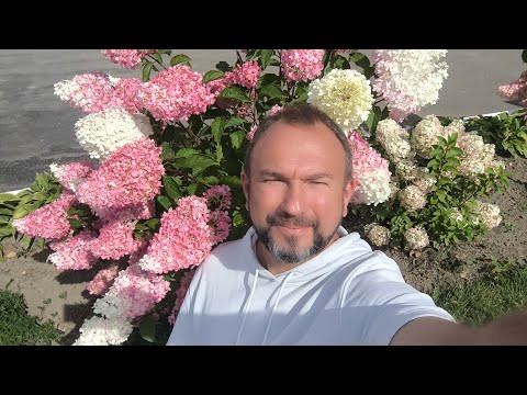 Моя гортензия цветет, как никогда раньше! Секрет пышного цветения. Уход за гортензией от А до Я. Моя гортензия цветет, как никогда раньше! Секрет пышного цветения. Уход за гортензией от А до Я.