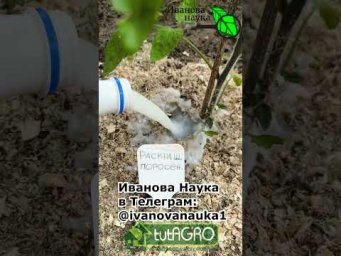 Даже ДОХЛЫЕ томаты и огурцы оживут и ринутся в рост! 