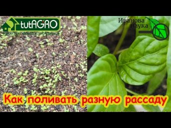 КАК ПРАВИЛЬНО ПОЛИВАТЬ РАССАДУ. Верхний и нижний полив: какой полив когда применять.