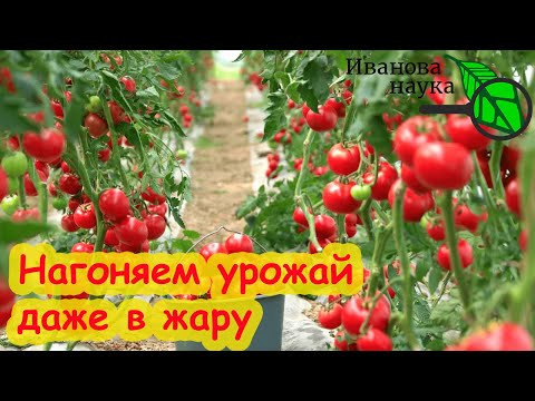 Пустоцветы и гниль у томата: всё из-за жары. Ликвидация жары в теплице. Как бороться с жарой. Пустоцветы и гниль у томата: всё из-за жары. Ликвидация жары в теплице. Как бороться с жарой.