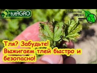ТЛЯ ОСЫПАЕТСЯ ГРАДОМ С КУСТОВ и ДЕРЕВЬЕВ! Выжигаем тлю без химии. Тля не вернется в сад.