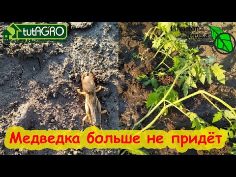 ЭТО СРЕДСТВО ПРОДАЕТСЯ В КАЖДОМ МАГАЗИНЕ, НО! От него дохнут дождевые черви и пчелы, болеют дети. ЭТО СРЕДСТВО ПРОДАЕТСЯ В КАЖДОМ МАГАЗИНЕ, НО! От него дохнут дождевые черви и пчелы, болеют дети.