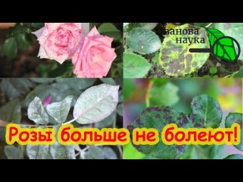ВСЕ РОЗЫ ЧИСТЫЕ! Розы больше не болеют. Полная простая схема обработка роз от всех болезней сразу.