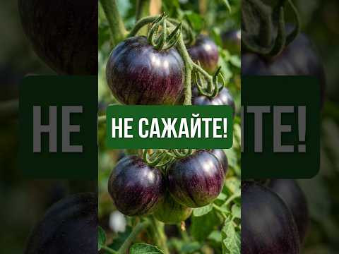НЕ САЖАЙТЕ ЭТИ томаты!Останетесь БЕЗ УРОЖАЯ.